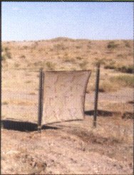 Desert Camo