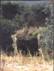 Woodland Camo